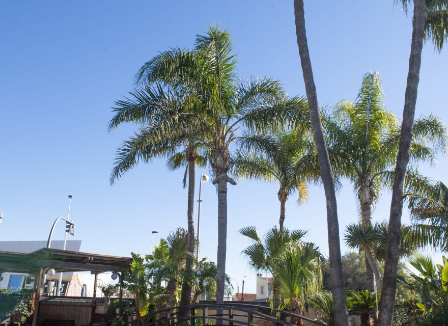 New Build - Villa - San Pedro del Pinatar - San Pedro Del Pinatar