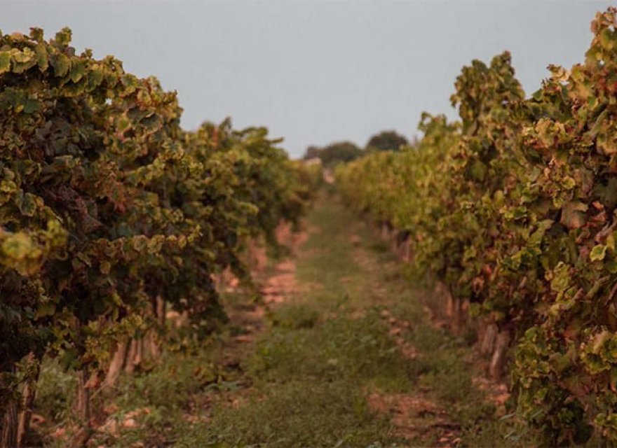 New Build - Villa - Sencelles