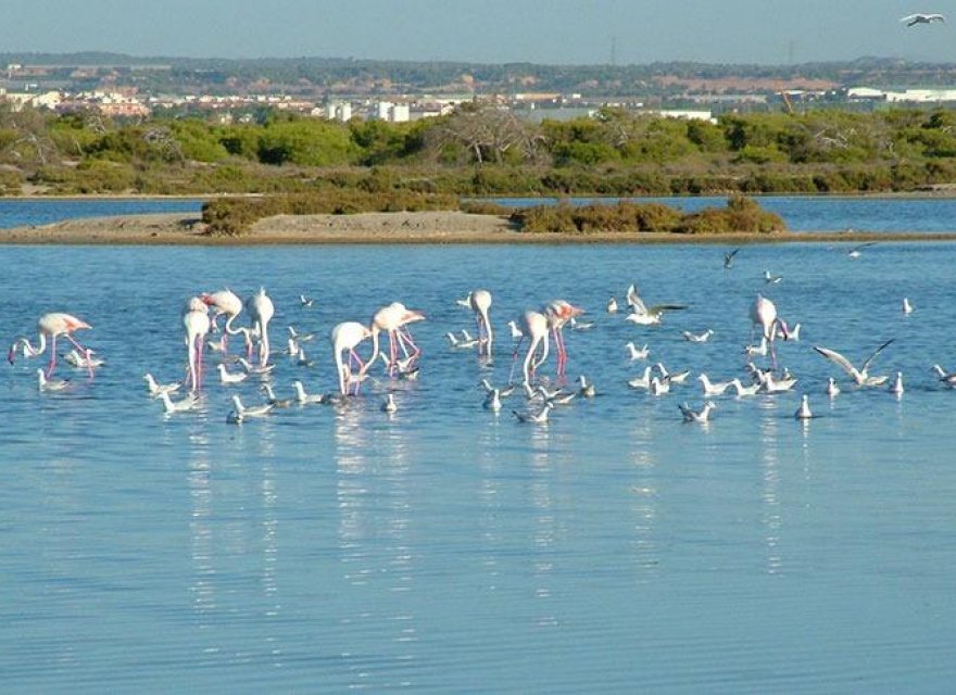 Новобудова - Вілла - San Pedro del Pinatar - Pueblo