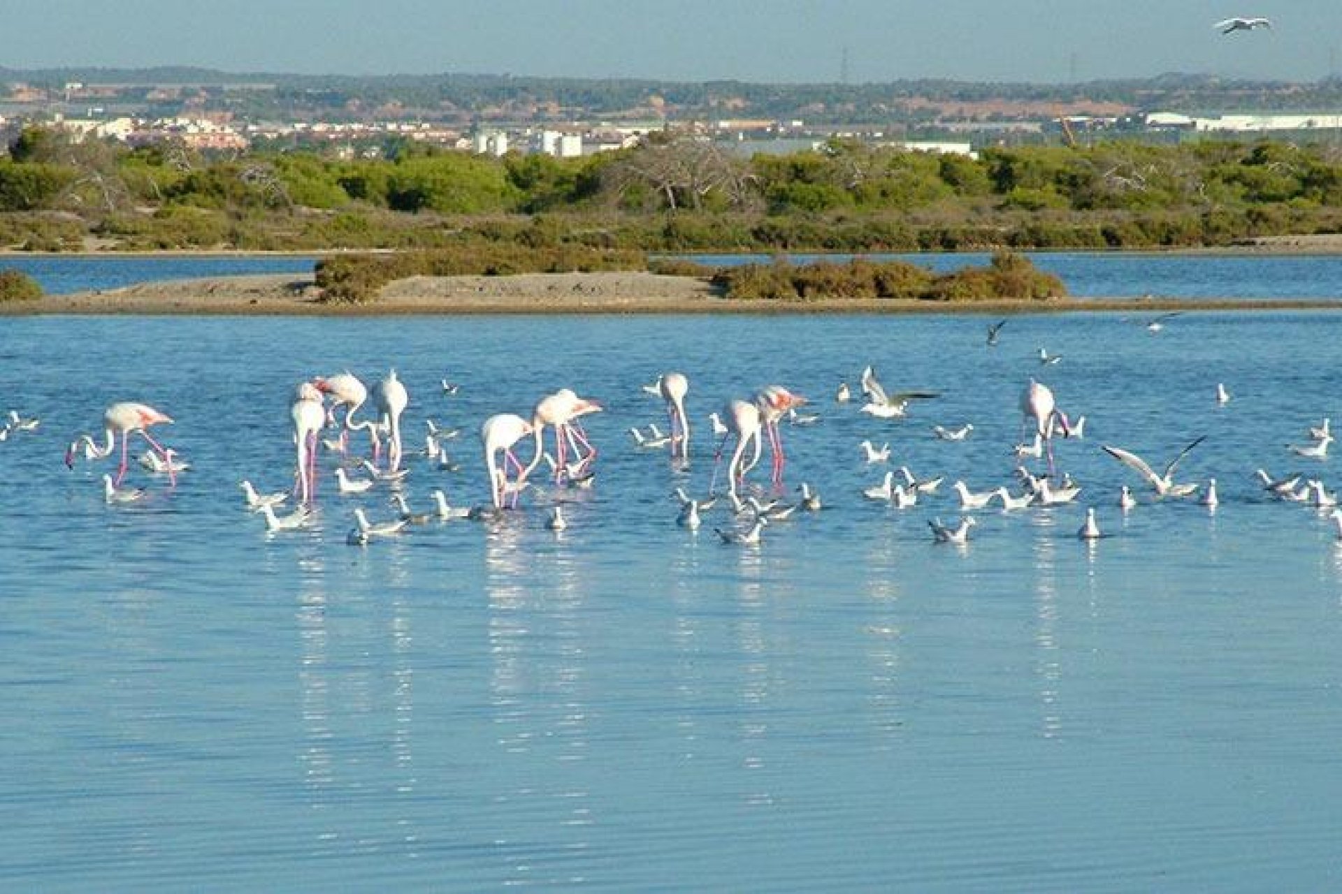 Новобудова - Вілла - San Pedro del Pinatar - Pueblo