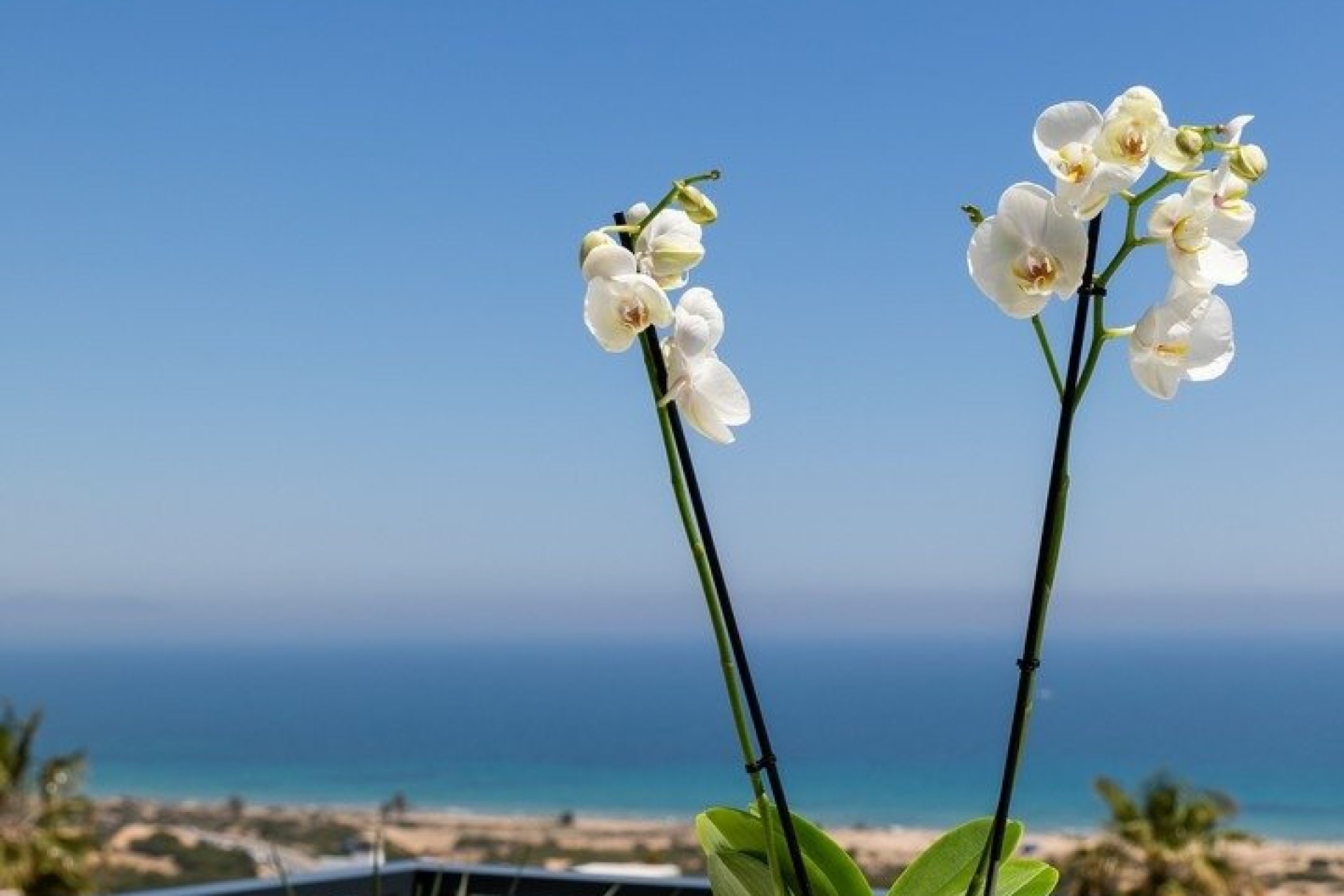 Новострой - Квартира - Santa Pola - Gran Alacant