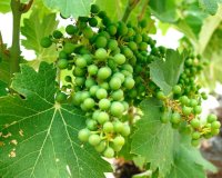 Новострой - Вилла - Yecla