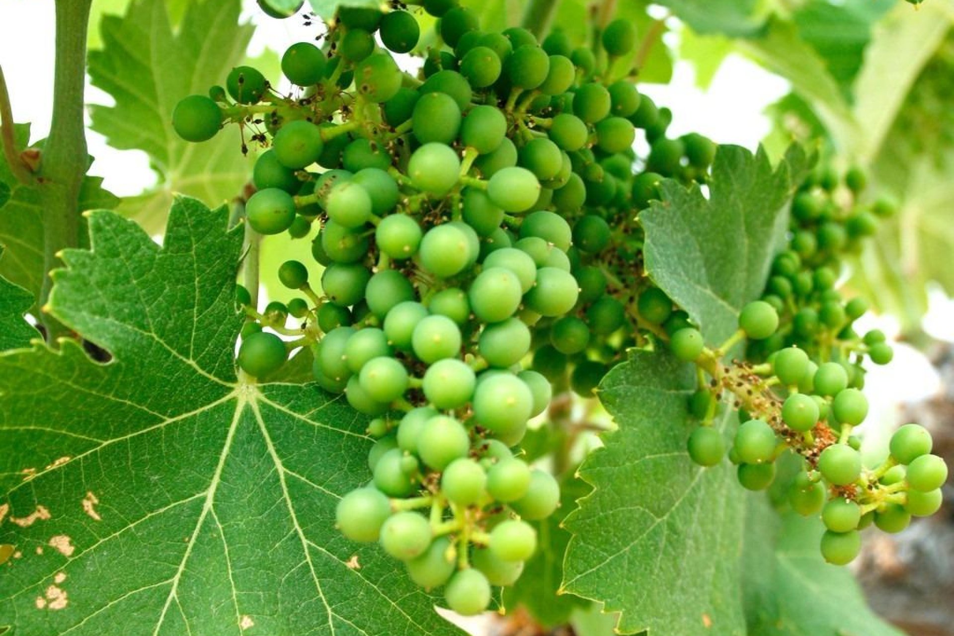 Новострой - Вилла - Yecla