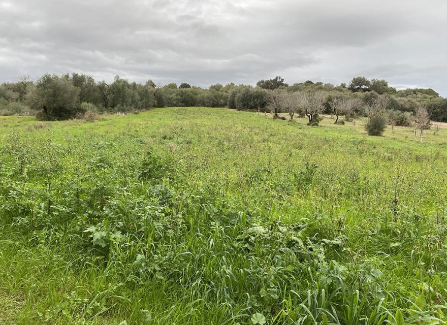 Nowa konstrukcja - Działka - Muro