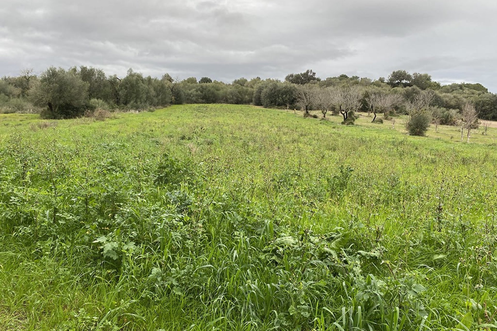 Nowa konstrukcja - Działka - Muro