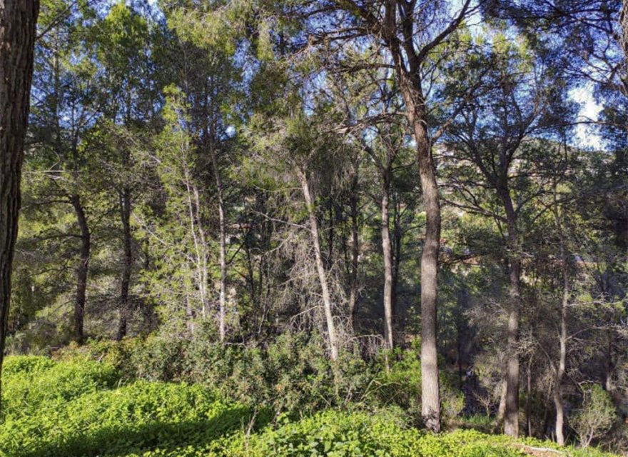 Nowa konstrukcja - Działka - Palma de Mallorca - Son Vida