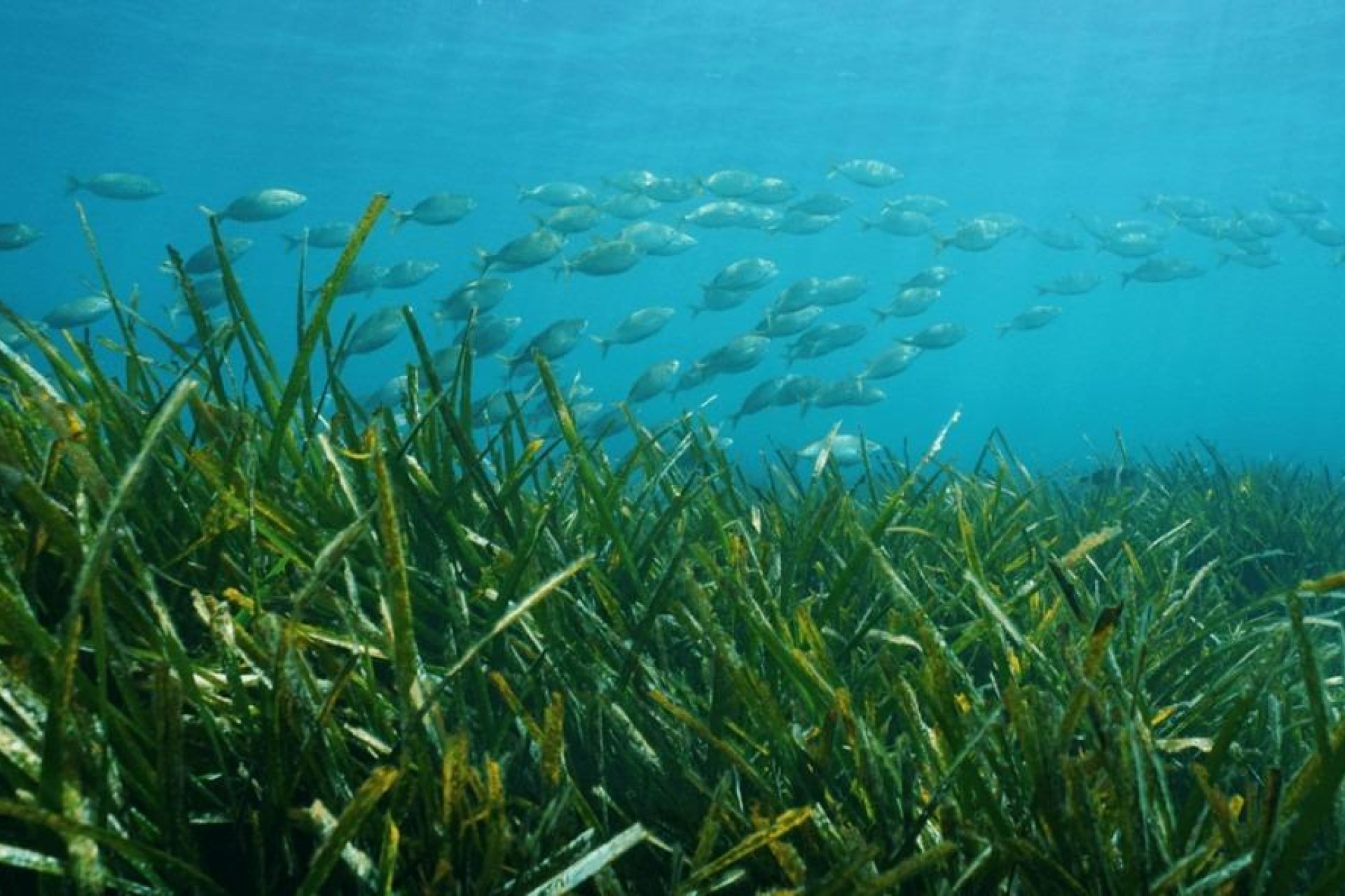 Nowa konstrukcja - Willa - Benissa - Racó Del Galeno