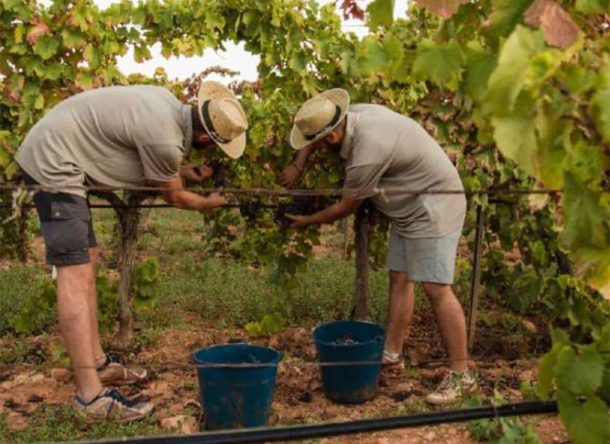 Nowa konstrukcja - Willa - Sencelles