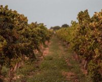 Nowa konstrukcja - Willa - Sencelles