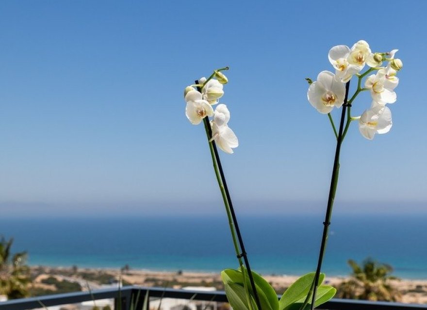 Obra nueva - Apartamento - Santa Pola - Gran Alacant