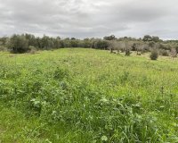 Obra nueva - Parcela - Muro