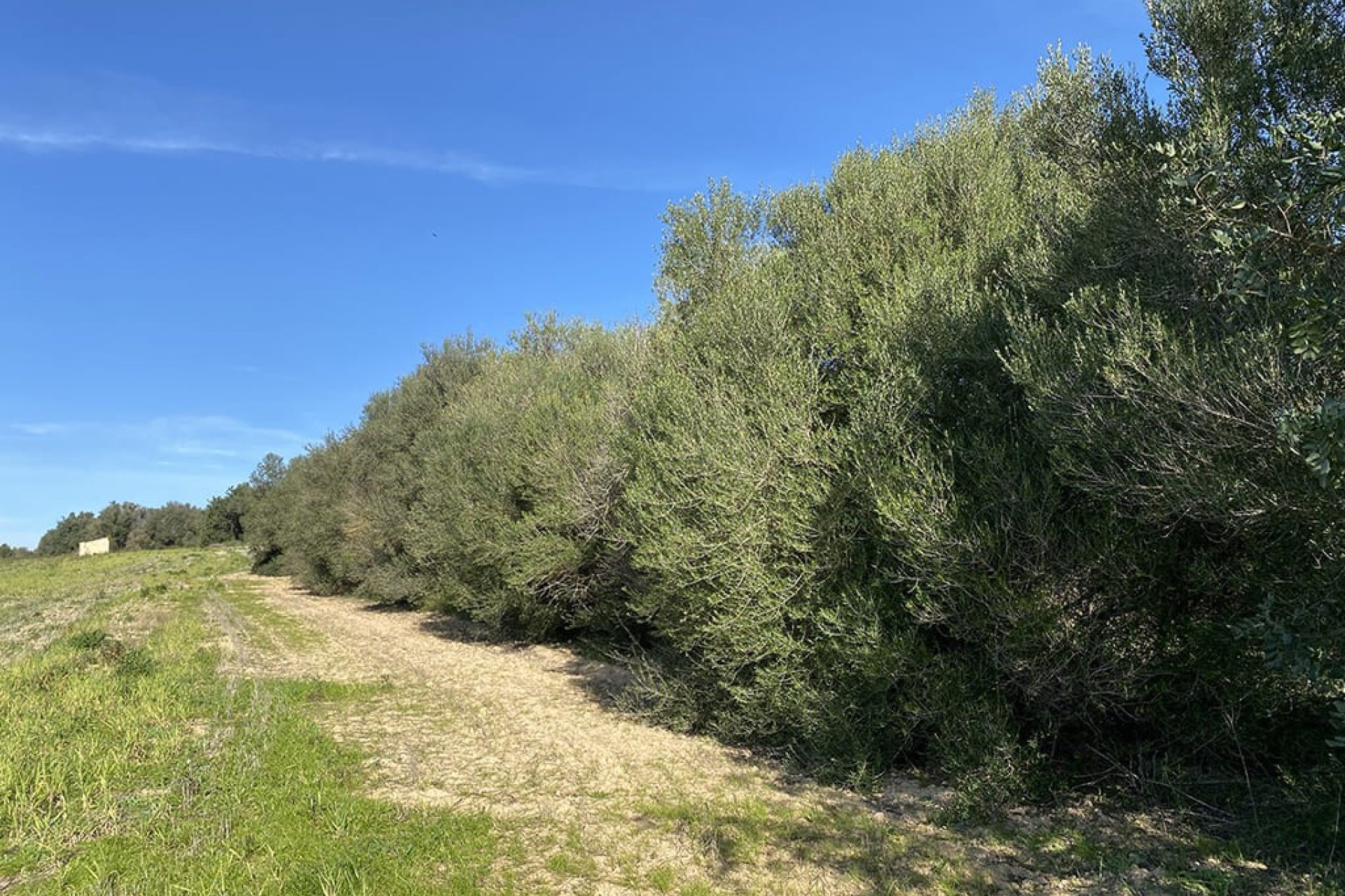 Obra nueva - Parcela - Muro