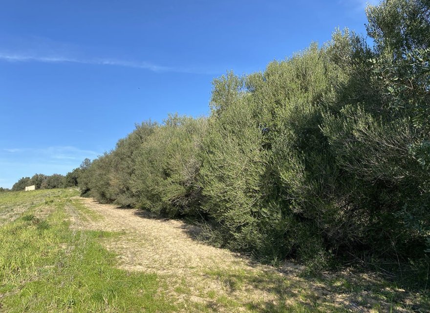 Obra nueva - Parcela - Muro