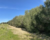 Obra nueva - Parcela - Muro