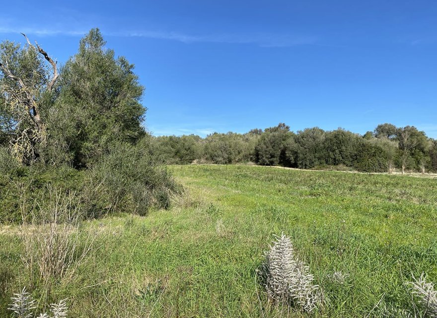 Obra nueva - Parcela - Muro