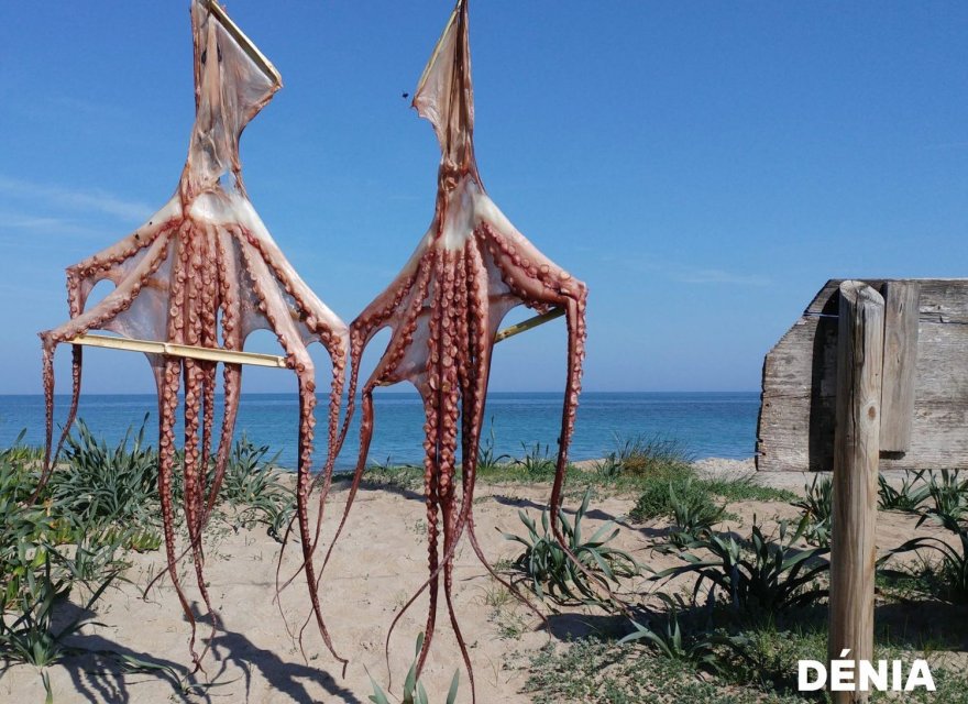 Obra nueva - Villa - Denia - Els Poblets