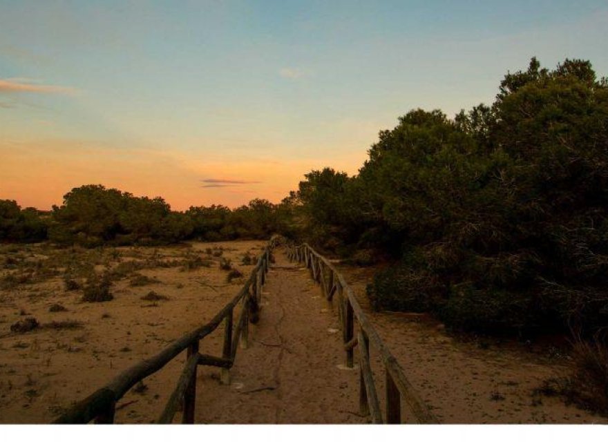 Obra nueva - Villa - La Marina - La Marina / El Pinet