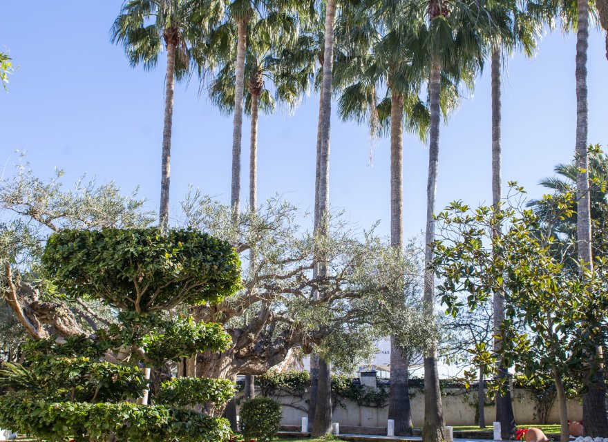 Obra nueva - Villa - San Pedro del Pinatar - San Pedro Del Pinatar