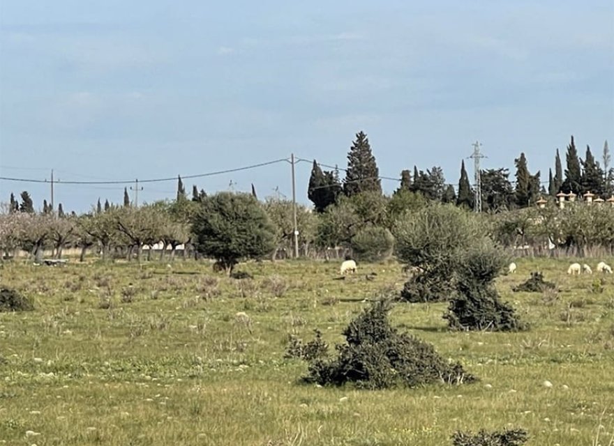 Obra nueva - Villa - Santa María del Camí