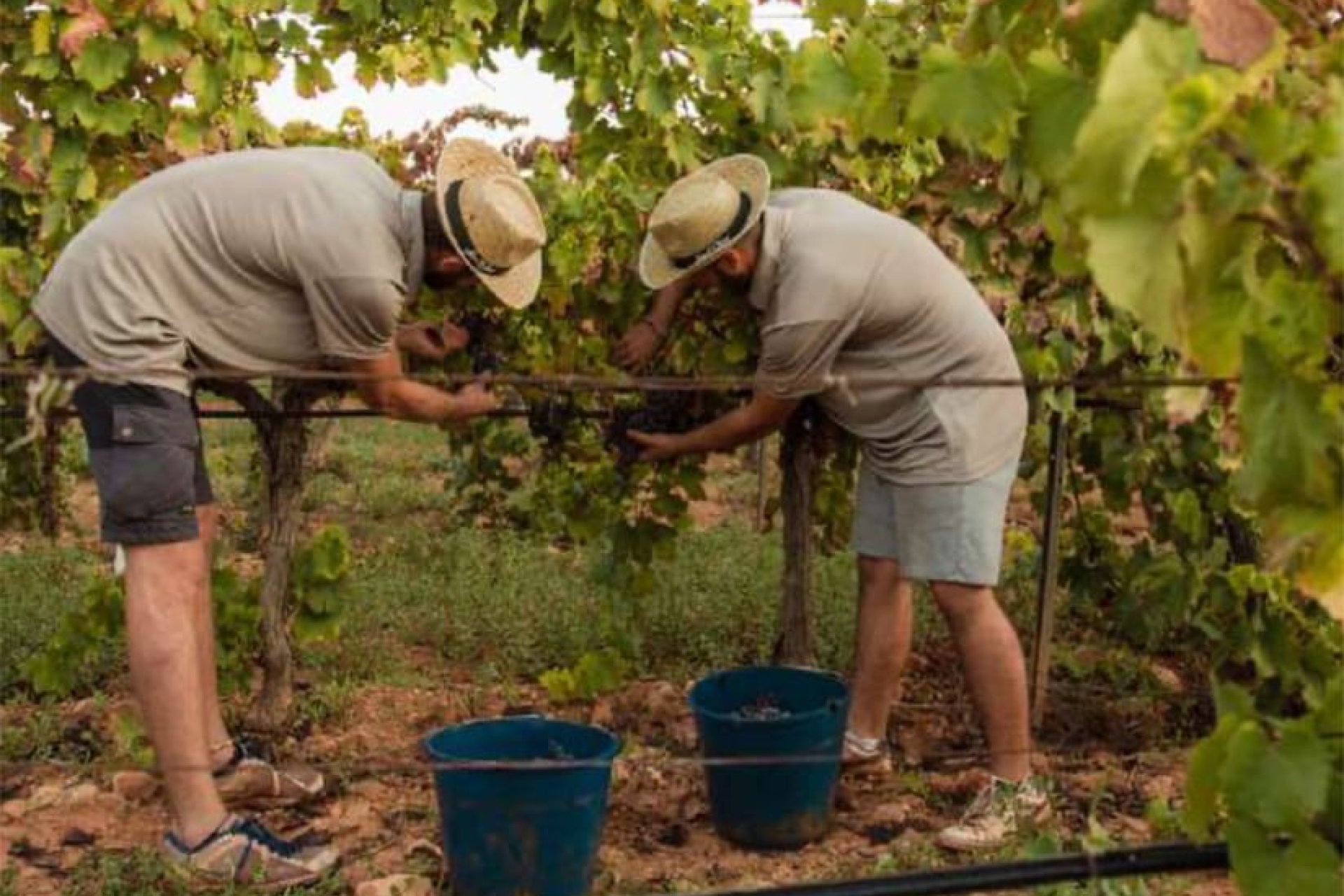 Obra nueva - Villa - Sencelles