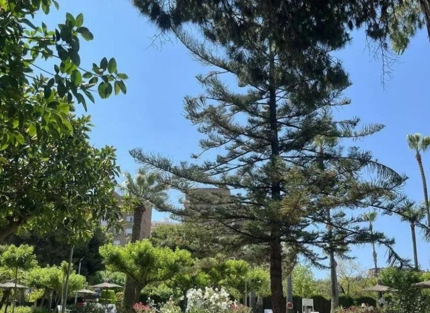 Odsprzedaż - Apartament - Alicante - San Juan de Alicante