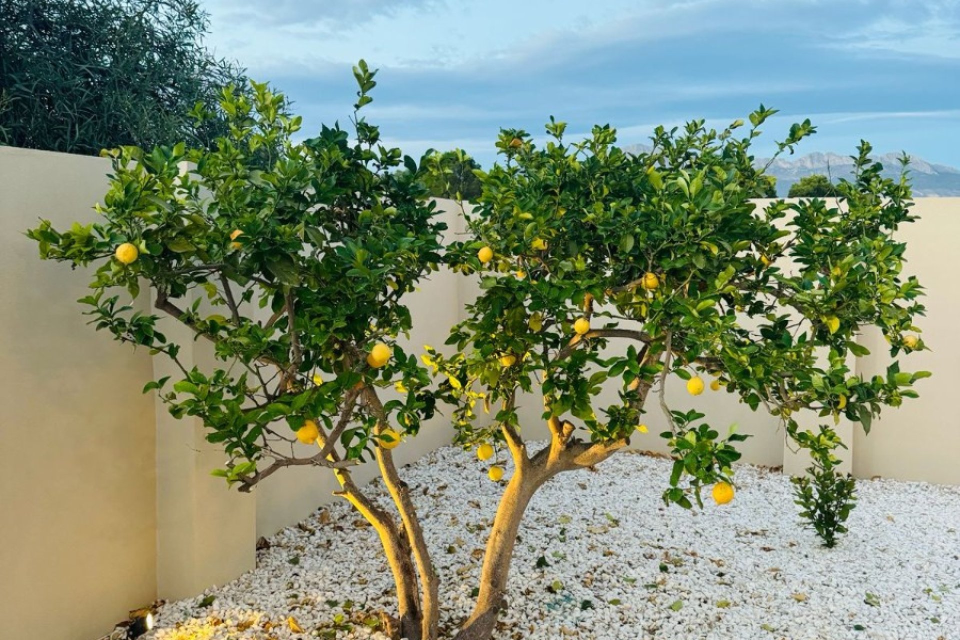 Odsprzedaż - Willa - Albir  - Costa Blanca