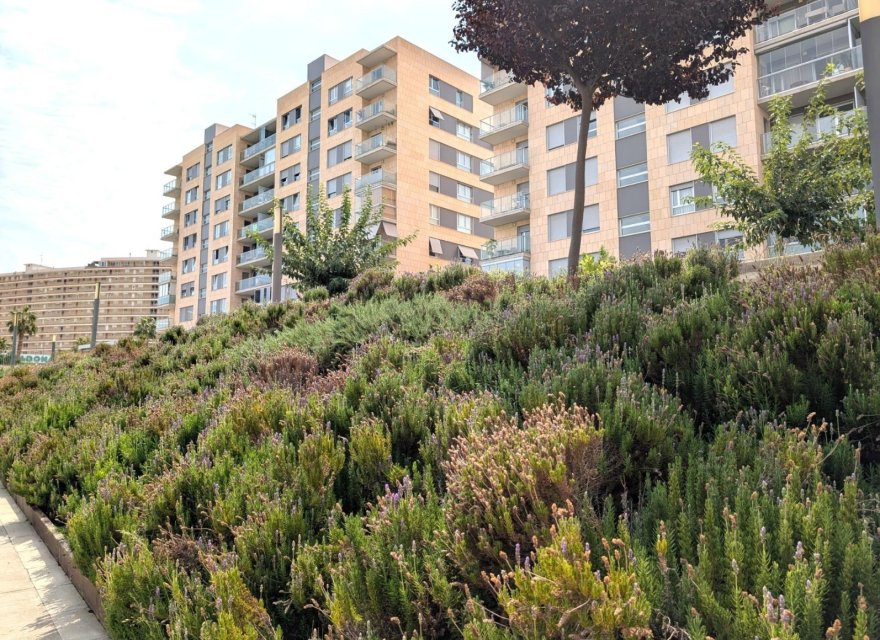 Перепродаж - Апартаменти - Alicante (San Juan) - San Juan de Alicante