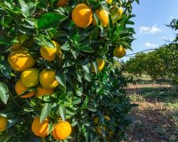 Перепродаж - Вілла - Santa María del Camí