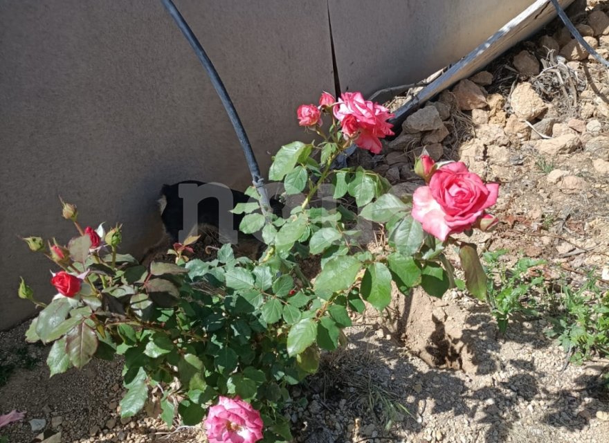 Перепродаж - Вілла - 