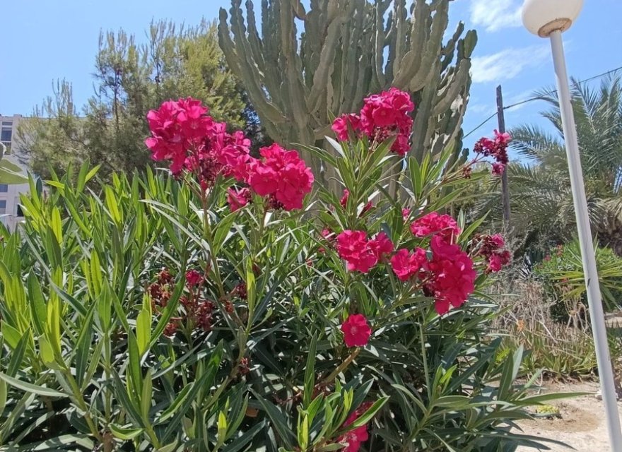 Перепродажа - Квартира - Alicante (San Juan) - Cabo de las Huertas