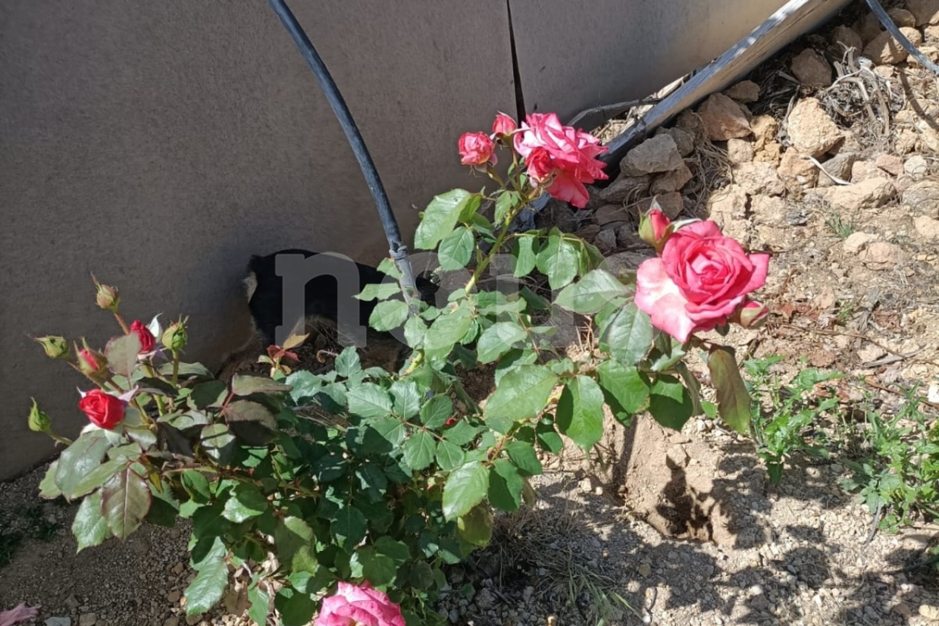 Перепродажа - Вилла - Arico