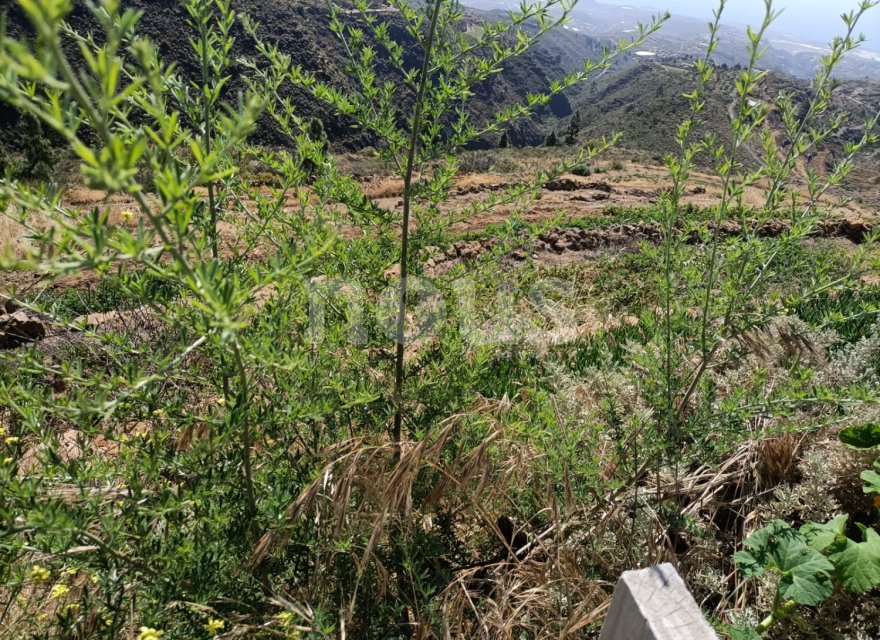 Перепродажа - Вилла - Arico