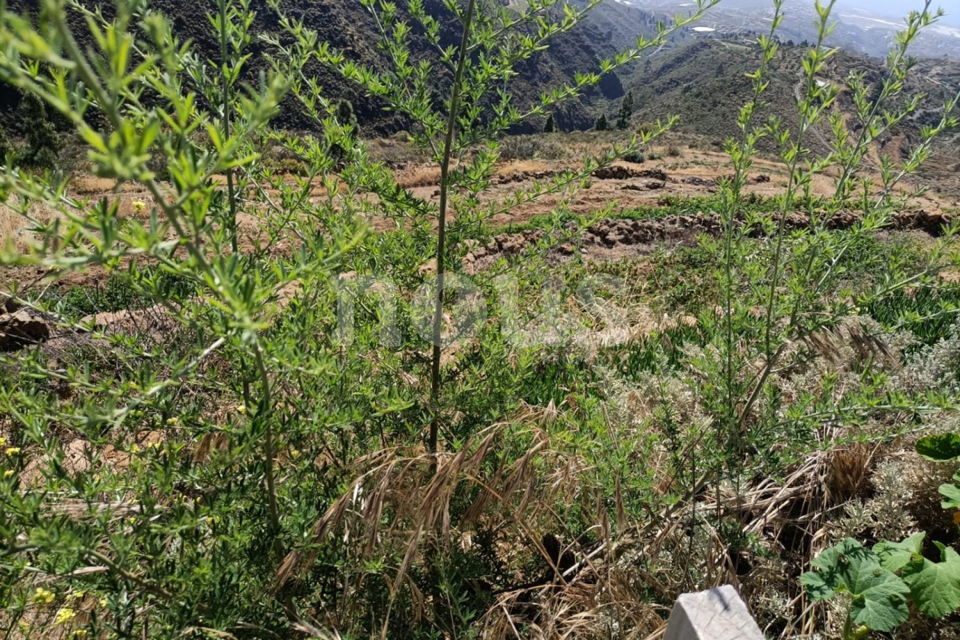 Перепродажа - Вилла - Arico