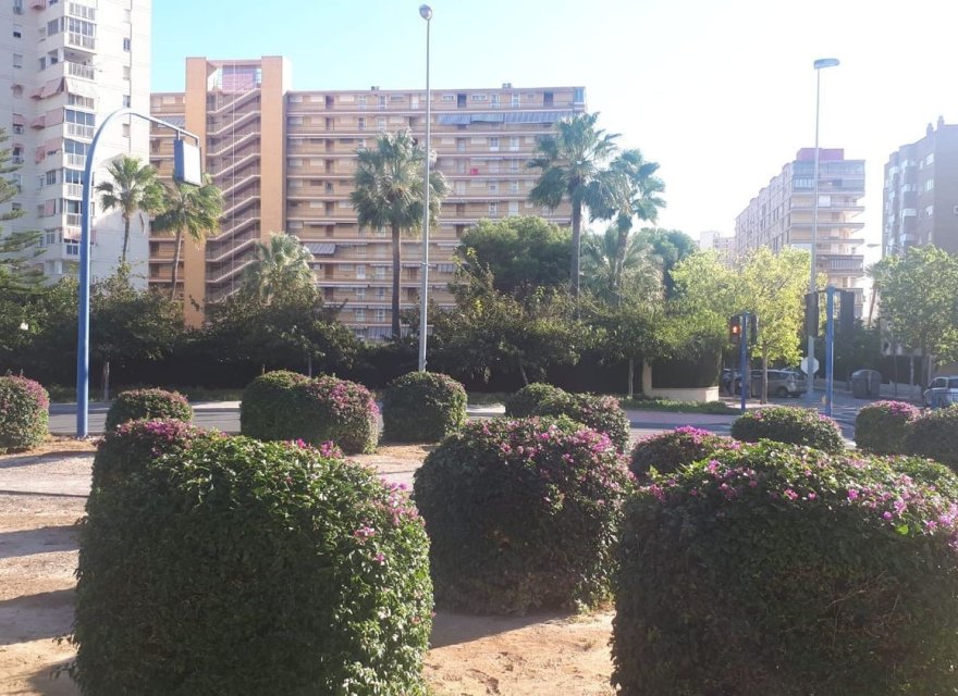 Resale - Apartment - Alicante - Alicante (San Juan)
