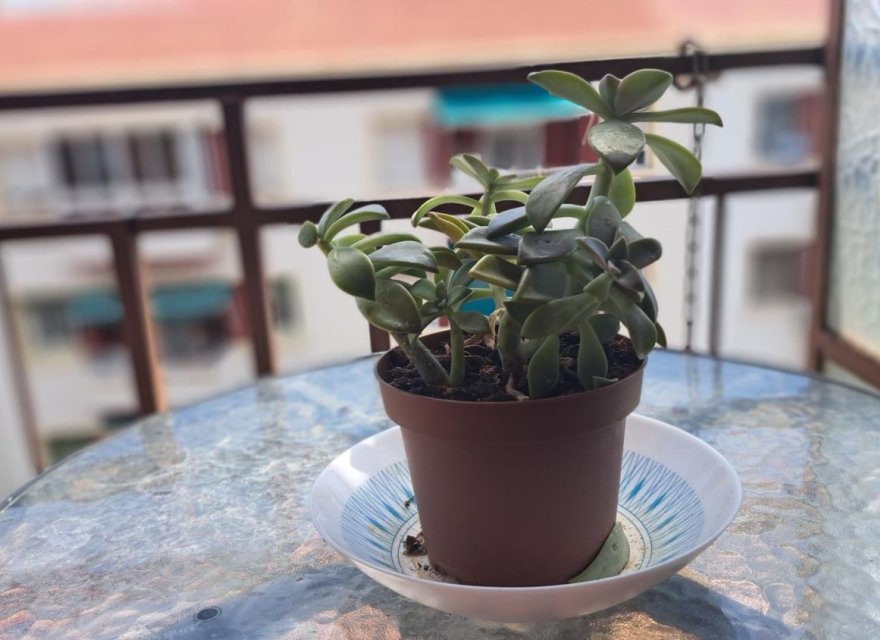 Resale - Apartment - Alicante - Carolinas Altas
