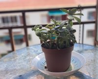 Resale - Apartment - Alicante - Carolinas Altas