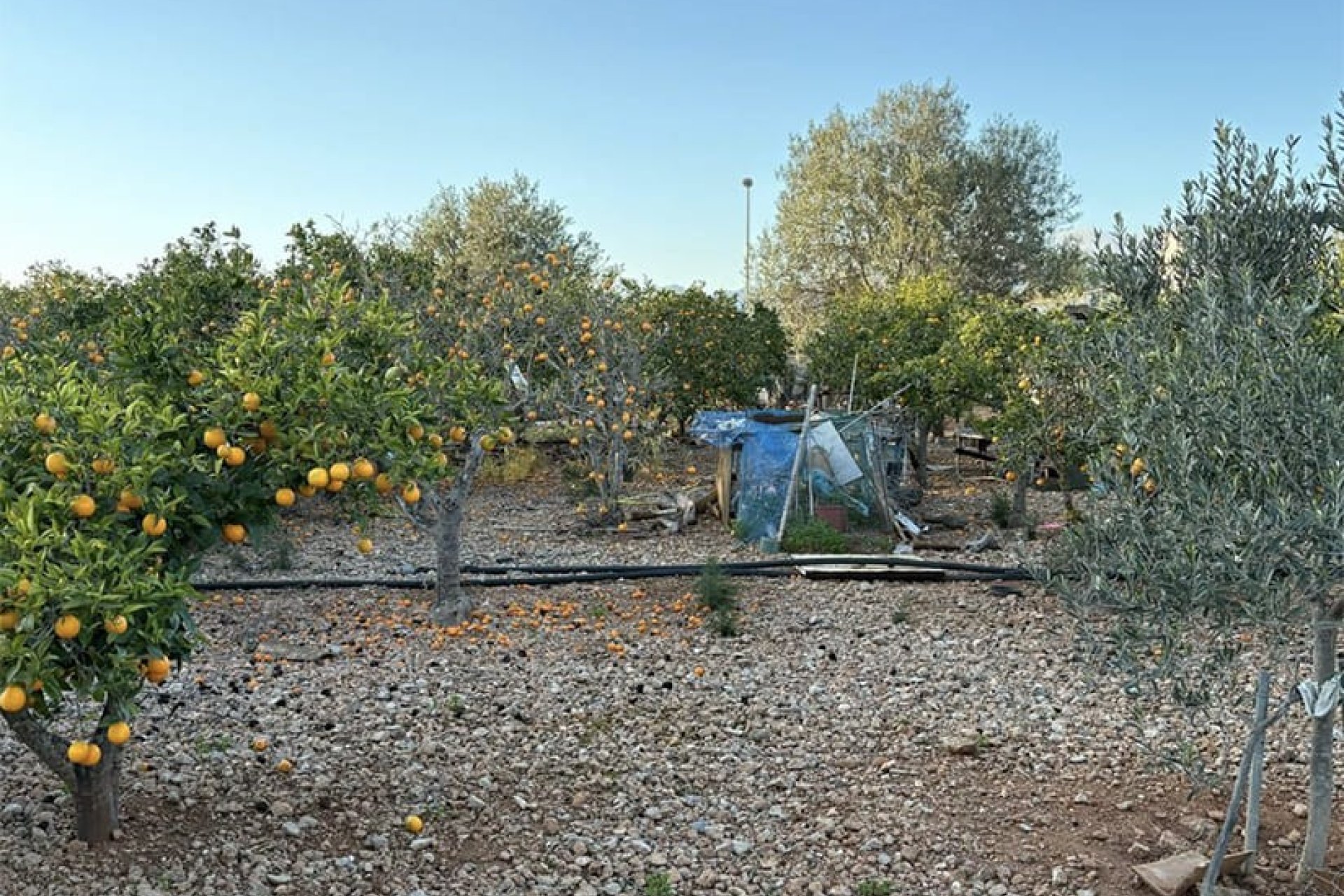 Resale - Land - Palma de Mallorca - Marratxi