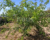 Resale - Villa - Arico