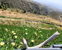 Resale - Villa - Arico