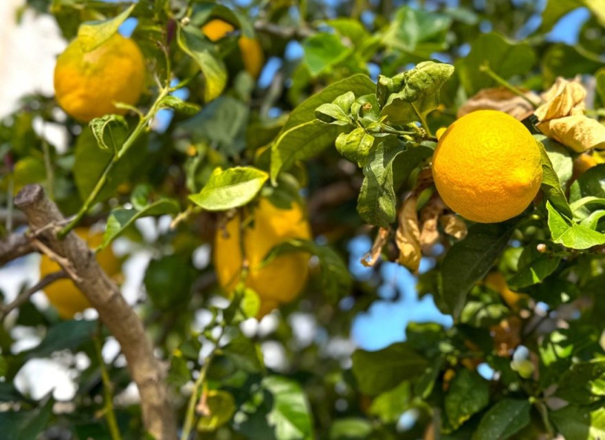 Resale - Villa - Orihuela Costa - Costa Blanca