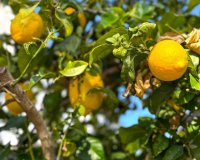 Resale - Villa - Orihuela Costa - Costa Blanca