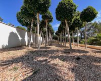 Resale - Villa - Palmanova