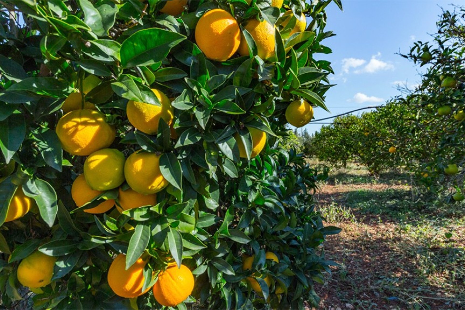 Resale - Villa - Santa María del Camí