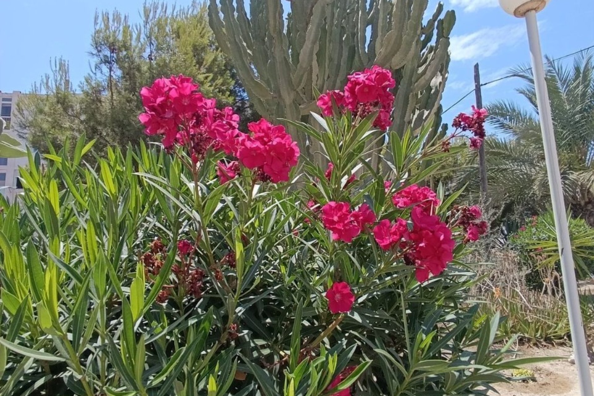 Reventa - Apartamento - Alicante (San Juan) - Cabo de las Huertas