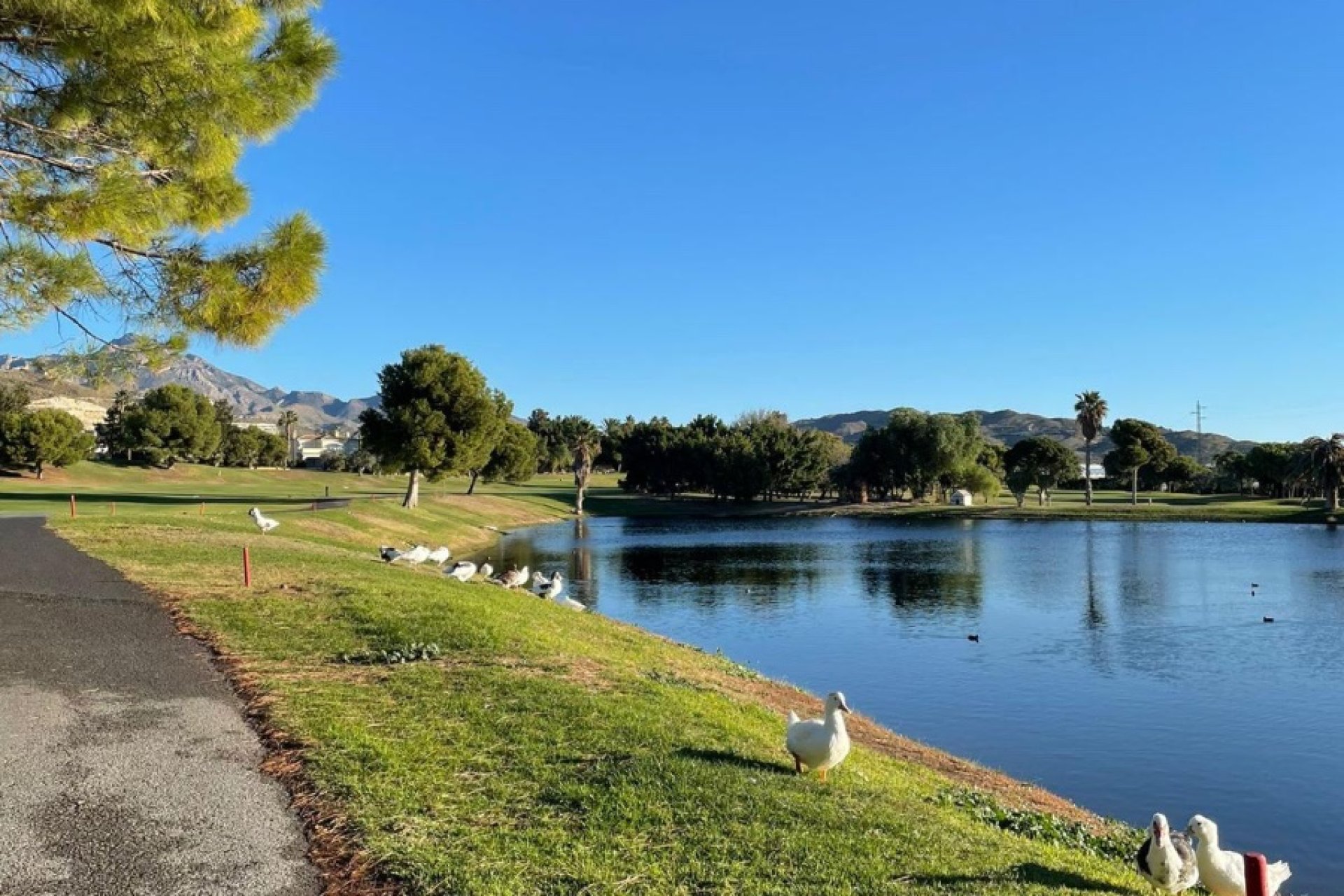 Reventa - Apartamento - Alicante (San Juan) - Club De Golf Bonalba