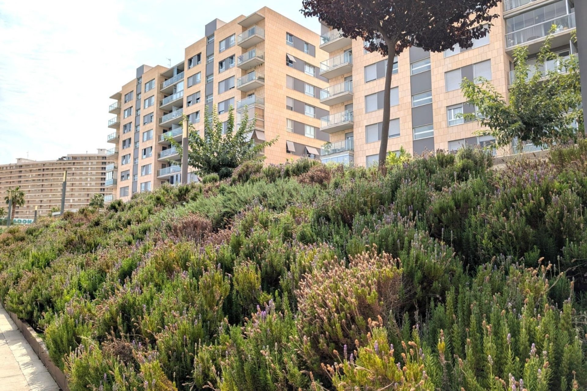 Reventa - Apartamento - Alicante (San Juan) - San Juan de Alicante