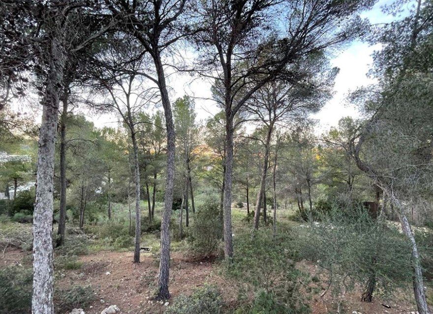 Reventa - Parcela - Santa Ponsa