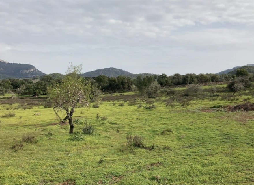 Reventa - Parcela - Santanyí