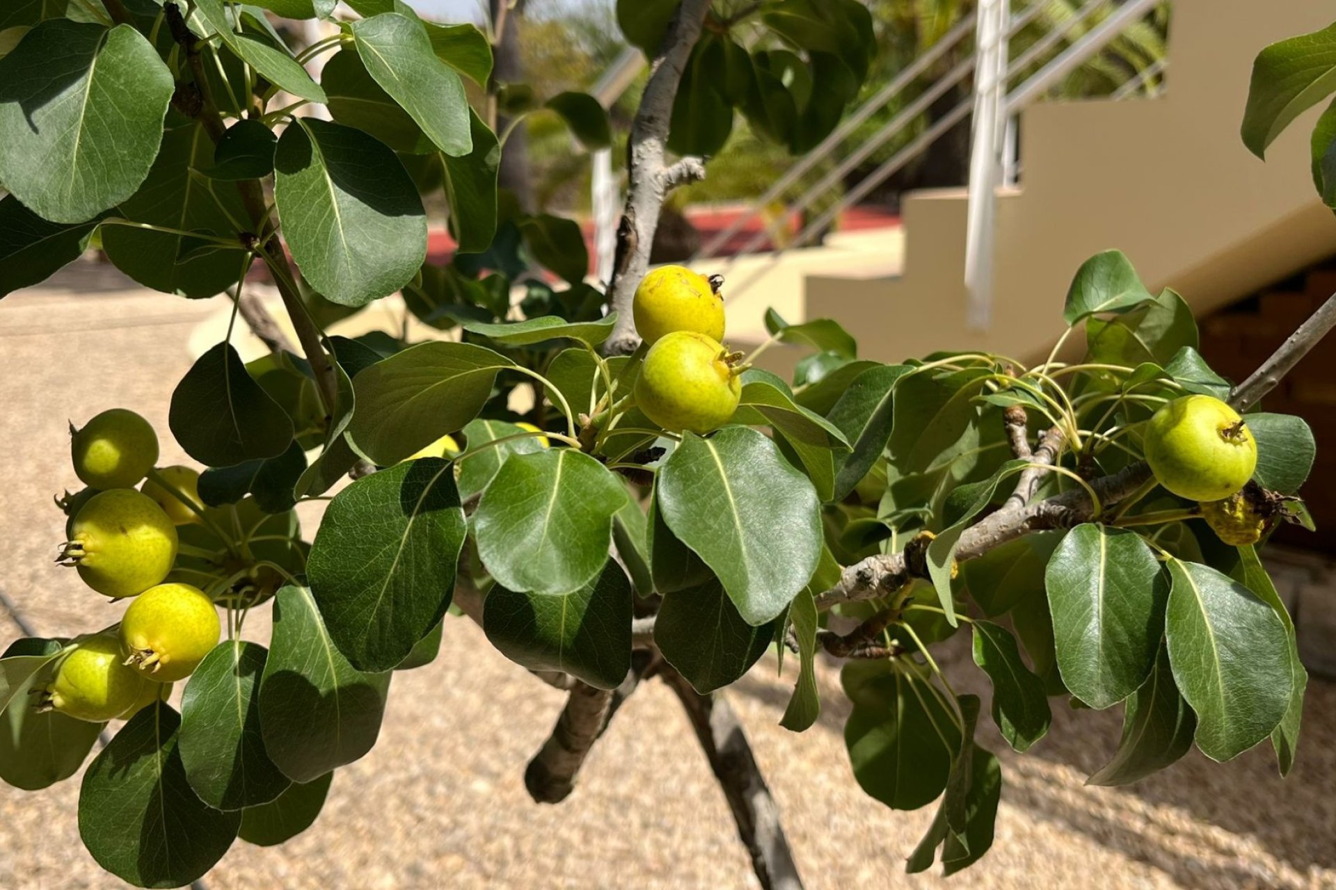 Reventa - Villa - Benidorm