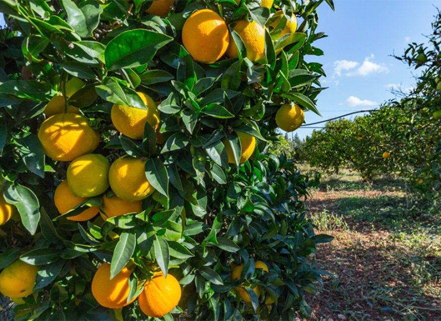 Reventa - Villa - Santa María del Camí